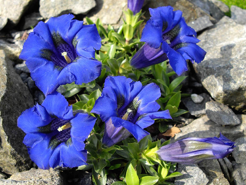 Gentiana acaulis 7